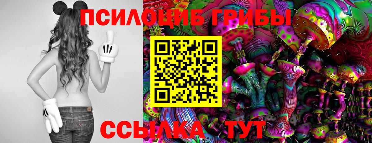 Псилоцибиновые грибы Psilocybe  Вход с VPN  Камень-на-Оби 